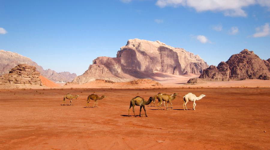 Quels sont les choix de véhicules les plus populaires dans le Wadi Rum?